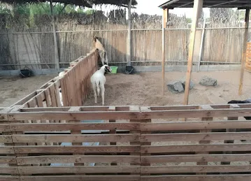 Desert Equestrian Club
