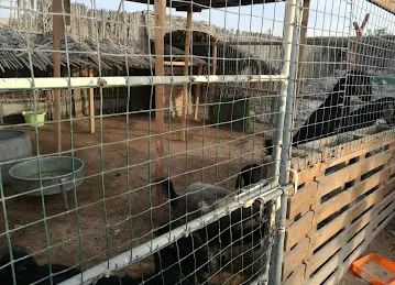 Desert Equestrian Club
