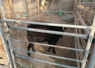 Desert Equestrian Club