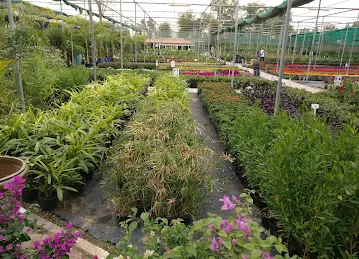 Desert Group Garden Service