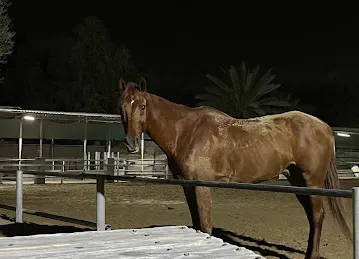 Desert Oasis Equestrian Club