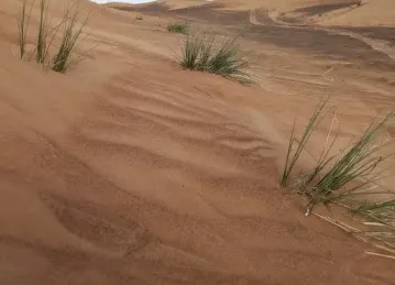 Desert Thrill Tourism