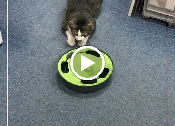 Doggy Be : Eco-friendly beds, toys and accessories for cat, dog and pet parents