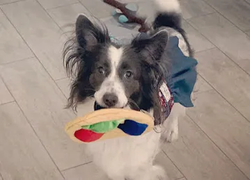 Doggy Be : Eco-friendly beds, toys and accessories for cat, dog and pet parents