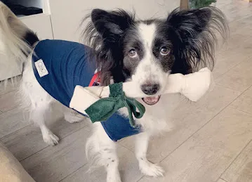 Doggy Be : Eco-friendly beds, toys and accessories for cat, dog and pet parents