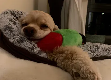 Doggy Be : Eco-friendly beds, toys and accessories for cat, dog and pet parents