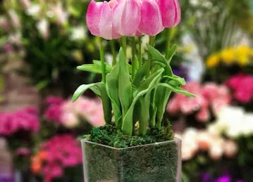 Dora Flowers
