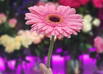 Dora Flowers