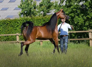 Dubai Arabian Horse Stud