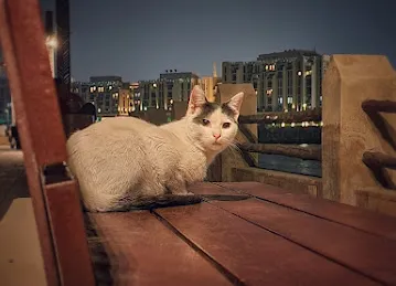 Dubai Creek