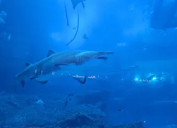 Dubai mall aquarium
