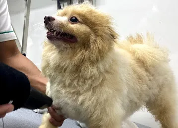 Dubai Pets Grooming