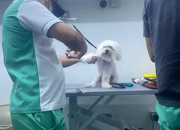 Dubai Pets Grooming
