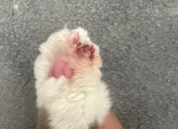 Dubai Pets Grooming