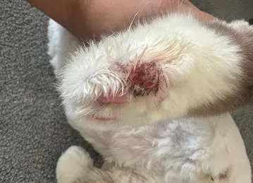 Dubai Pets Grooming