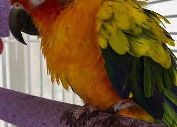Dubai Pets Grooming