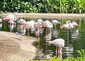 Dubai Safari Park