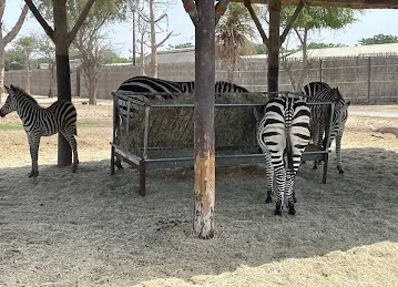 Dubai Safari Parking 2