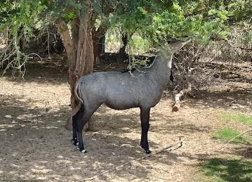 Dubai Safari Parking 2