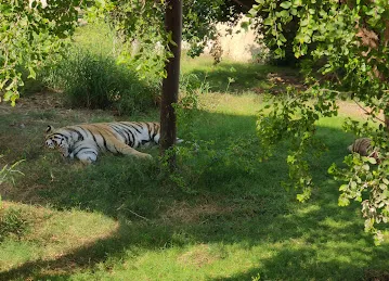 Dubai Safari Parking 2