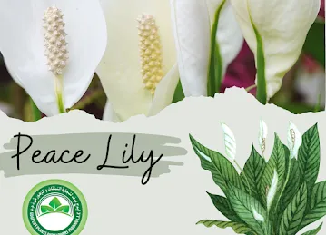 Edge Life Plants And Flowers Trading