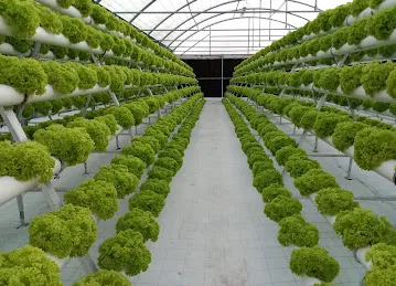 Emirates Hydroponics Farms