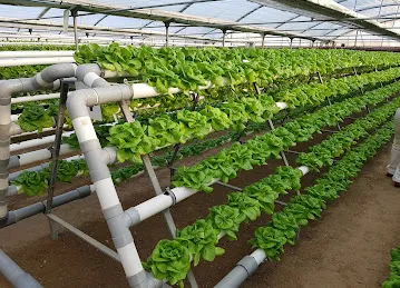 Emirates Hydroponics Farms