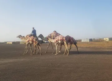 emRan Camel Farm