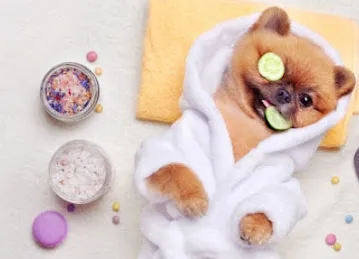Exclusive Pets