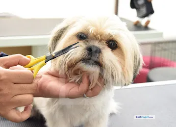 Exclusive Pets