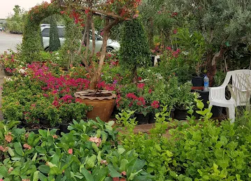 Exotic Plants And Pots Trading