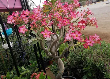 Exotic Plants And Pots Trading
