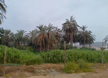 Farmer