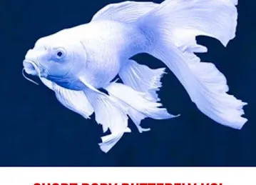 FEATHERS AND FINS