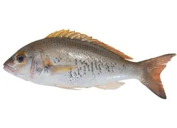 Fish Trading L.L.C