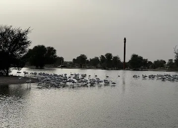 Flamingo Lake