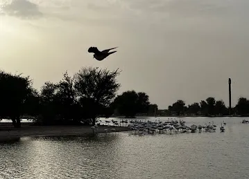 Flamingo Lake