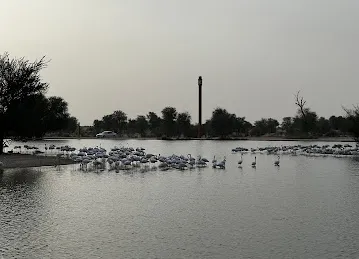 Flamingo Lake