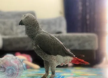 Flamingo park
