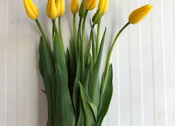 Flora Blooms