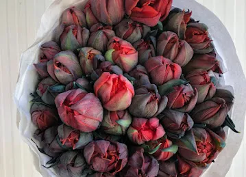 Flora Blooms