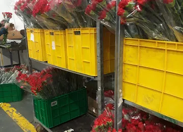 Floranow