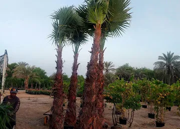 Four Season City Garden (plants Nursery)