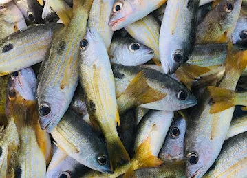 Fresh Al Batheen Fish Trading