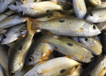 Fresh Al Batheen Fish Trading