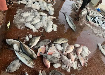 FRESH FISH RESTAURANT