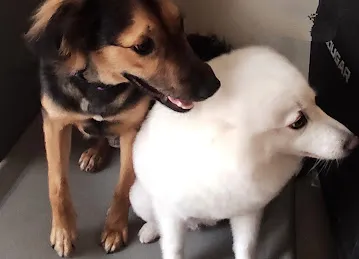 Furry Friends JVC