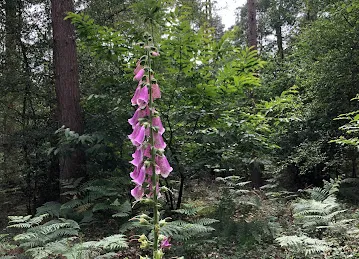 GaPakeLama