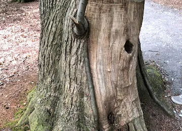 GaPakeLama