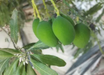 Garden Al warqa